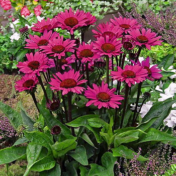 4507  Echinacea  Fatal Attraction (PBR)  I  Svenskt namn  :Solhatt  I  Krukstorlek   : SQ1  I  Förväntad Höjd  :  60 cm  I  Blomningstid :  juli-aug