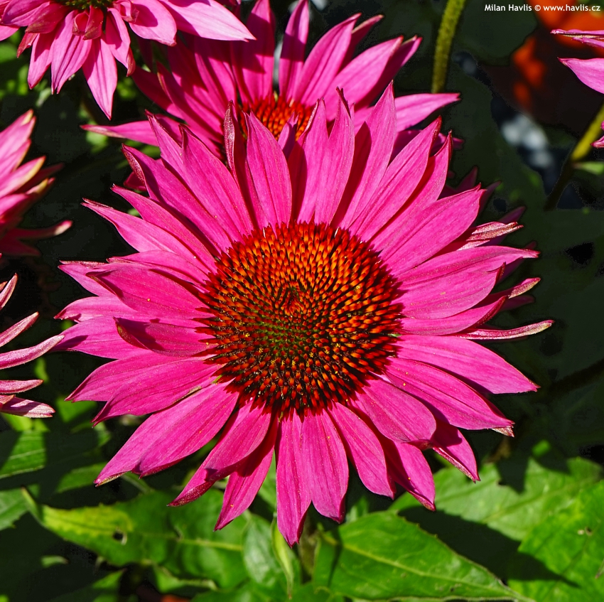 4507  Echinacea  Fatal Attraction (PBR)  I  Svenskt namn  :Solhatt  I  Krukstorlek   : SQ1  I  Förväntad Höjd  :  60 cm  I  Blomningstid :  juli-aug - 3