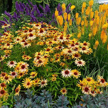 Echinacea  Funky Yellow  I  Svenskt namn  :Solhatt  I  Krukstorlek   : SQ1  I  Förväntad Höjd  :  80 cm  I  Blomningstid :  juli-sept