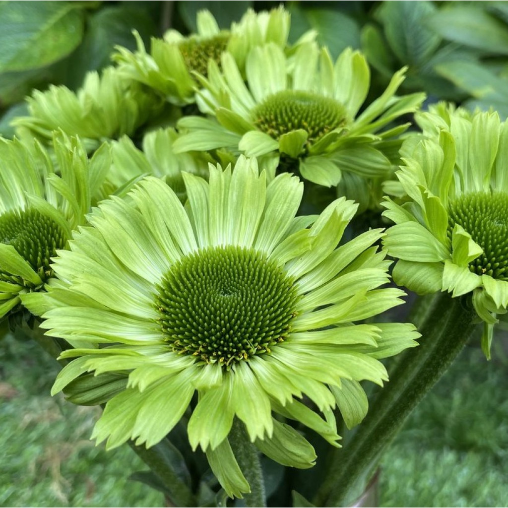 4481  Echinacea  Green Jewel (PBR)  I  Svenskt namn  :Solhatt  I  Krukstorlek   : SQ1  I  Förväntad Höjd  :  60 cm  I  Blomningstid :  juli-sept - 3