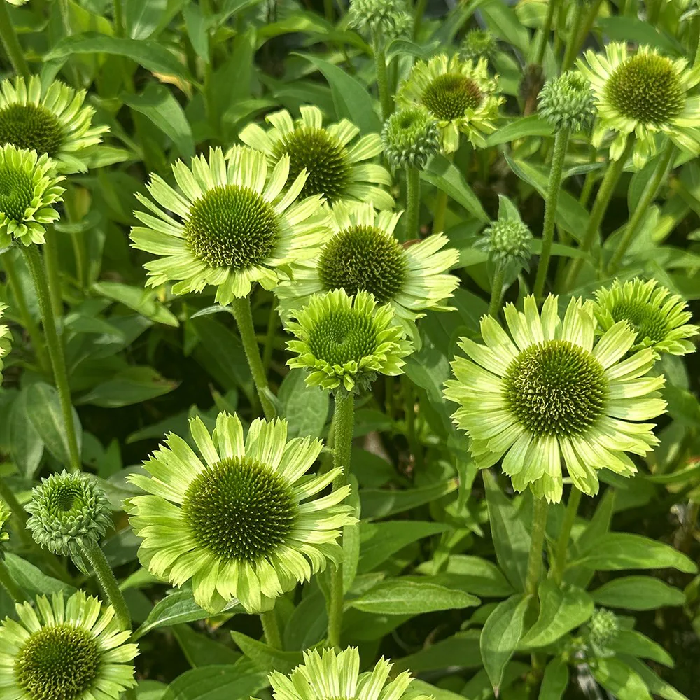 4481  Echinacea  Green Jewel (PBR)  I  Svenskt namn  :Solhatt  I  Krukstorlek   : SQ1  I  Förväntad Höjd  :  60 cm  I  Blomningstid :  juli-sept - 2