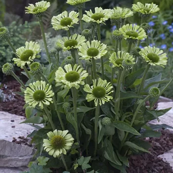 Echinacea  Green Jewel (PBR)  I  Svenskt namn  :Solhatt  I  Krukstorlek   : SQ1  I  Förväntad Höjd  :  60 cm  I  Blomningstid :  juli-sept