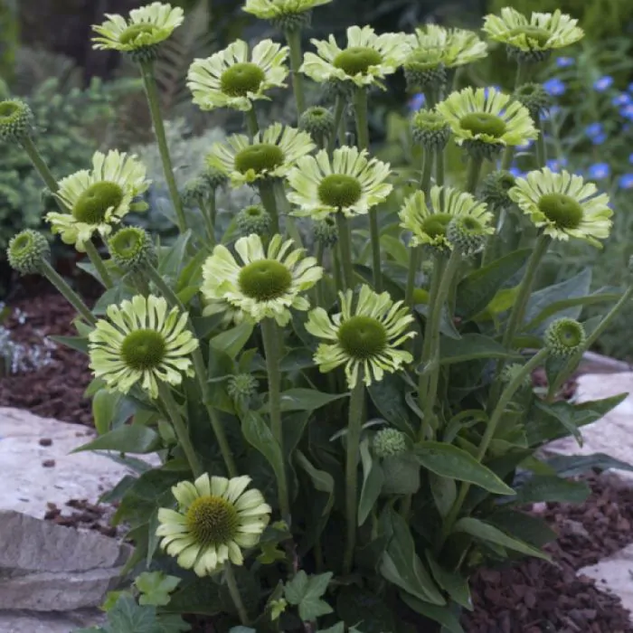 4481  Echinacea  Green Jewel (PBR)  I  Svenskt namn  :Solhatt  I  Krukstorlek   : SQ1  I  Förväntad Höjd  :  60 cm  I  Blomningstid :  juli-sept