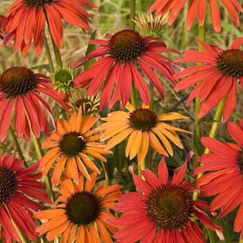 Echinacea  Hot Summer (PBR)  I  Svenskt namn  :Solhatt  I  Krukstorlek   : SQ1  I  Förväntad Höjd  :  80 cm  I  Blomningstid :  juli-sept