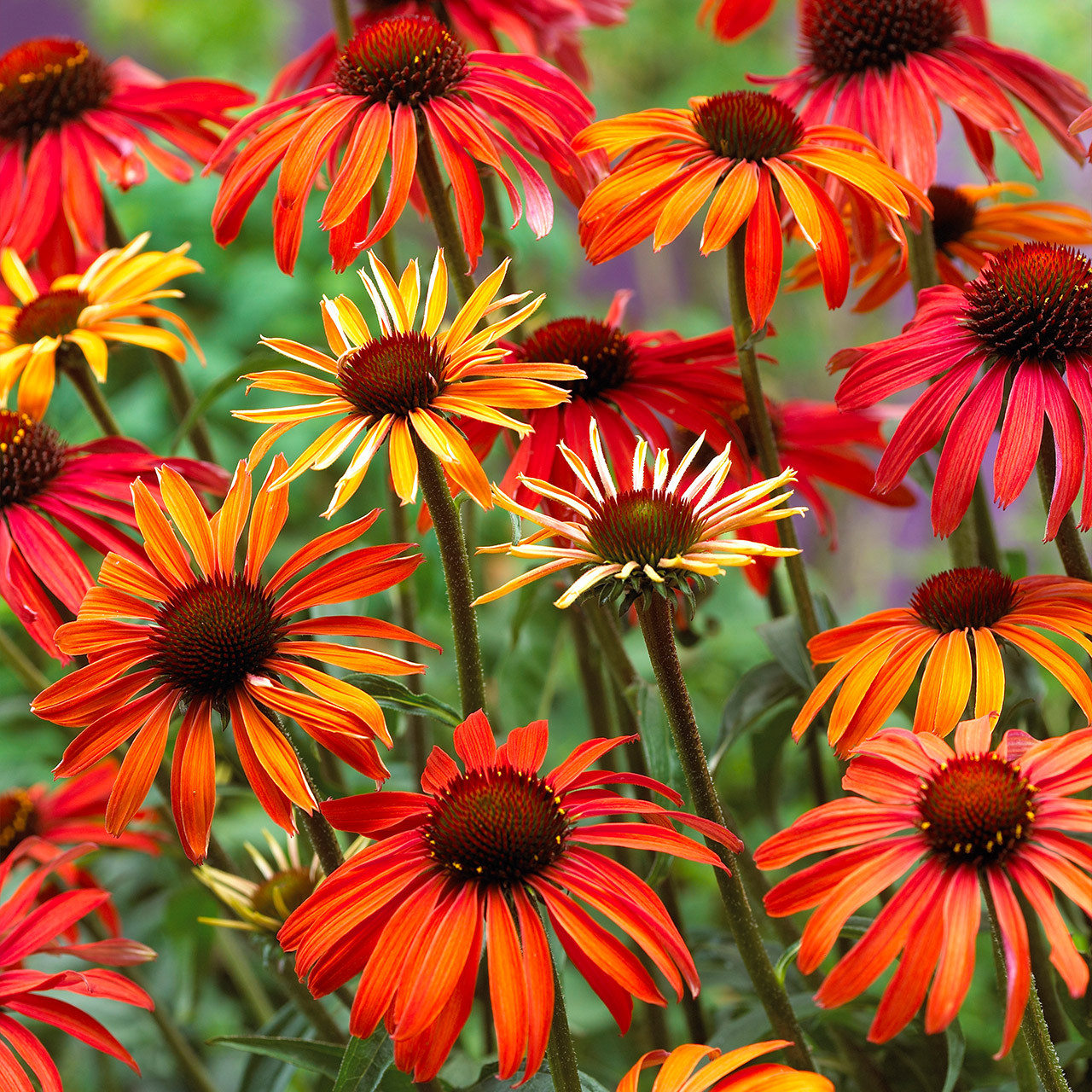 4494  Echinacea  Hot Summer (PBR)  I  Svenskt namn  :Solhatt  I  Krukstorlek   : SQ1  I  Förväntad Höjd  :  80 cm  I  Blomningstid :  juli-sept - 2