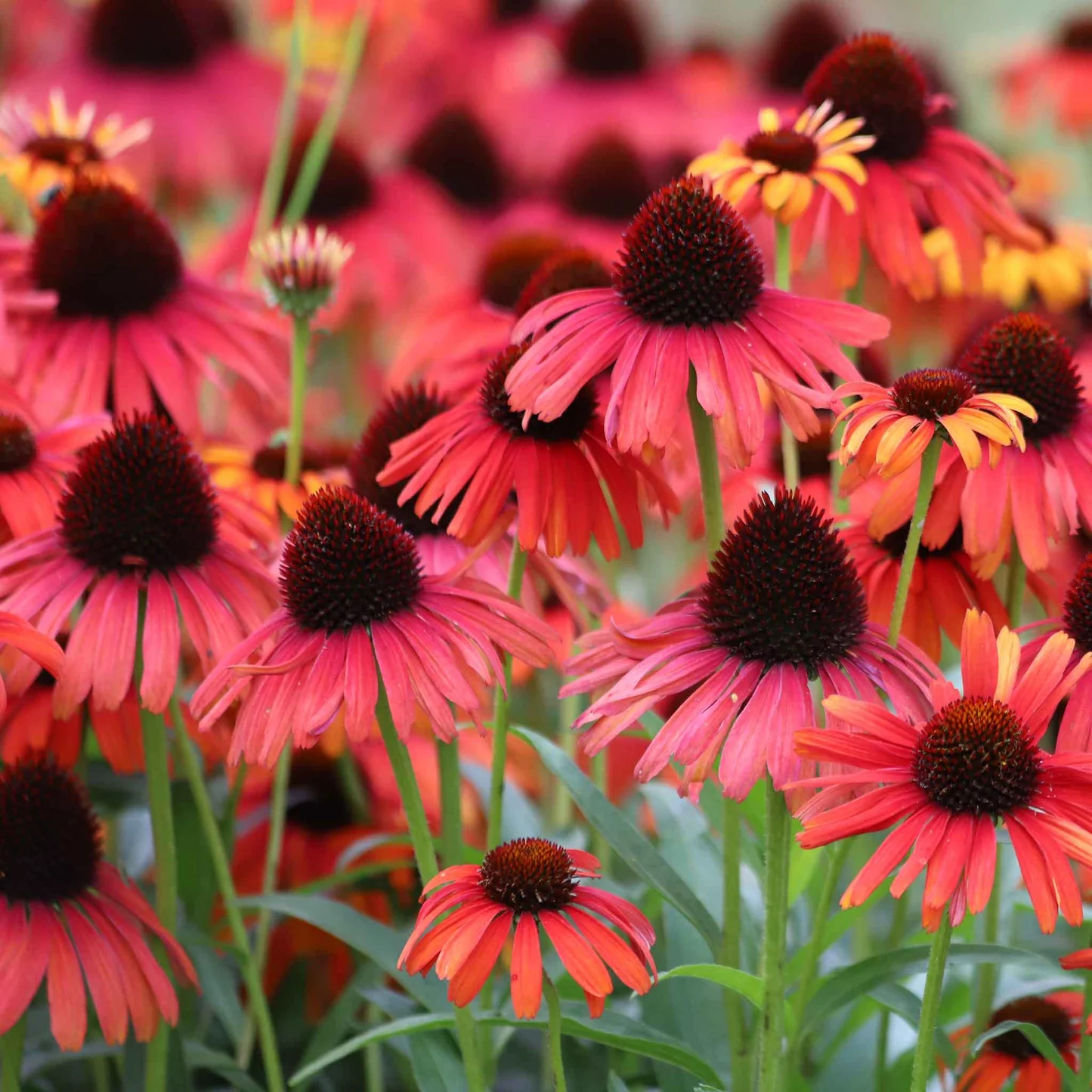 4494  Echinacea  Hot Summer (PBR)  I  Svenskt namn  :Solhatt  I  Krukstorlek   : SQ1  I  Förväntad Höjd  :  80 cm  I  Blomningstid :  juli-sept - 3