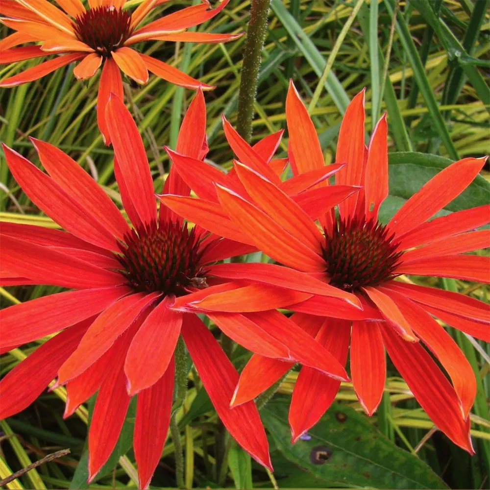 4494  Echinacea  Hot Summer (PBR)  I  Svenskt namn  :Solhatt  I  Krukstorlek   : SQ1  I  Förväntad Höjd  :  80 cm  I  Blomningstid :  juli-sept - 4