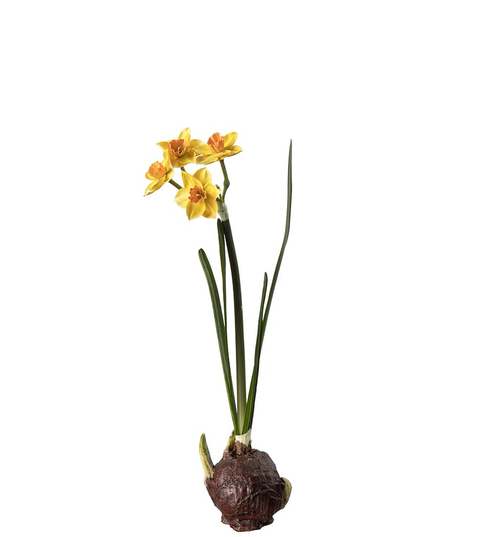 Daffodil with bulb - Yellow - 22 cm - 3