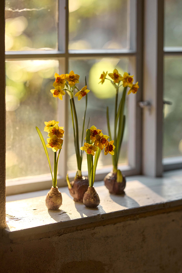 Daffodil with bulb - Yellow - 22 cm - 2