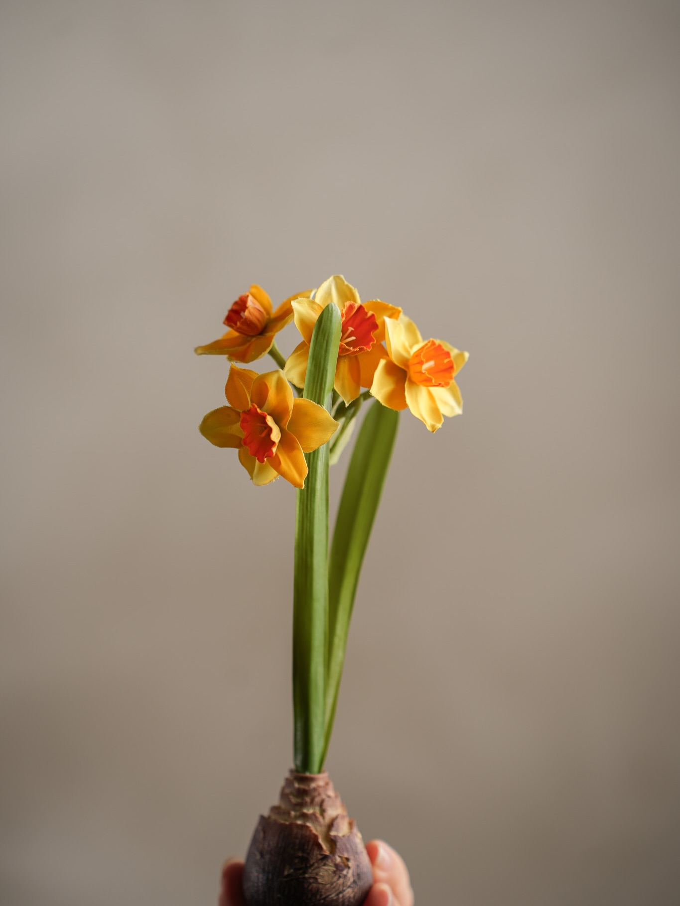 Daffodil with bulb - Yellow - 22 cm