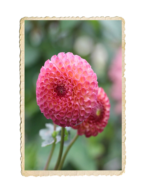 Dahlia Burlesca