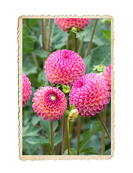 Dahlia Burlesca