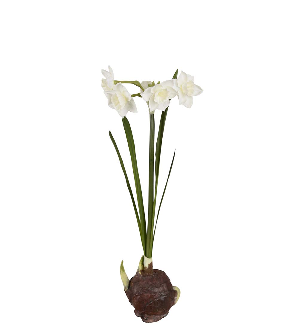 Narciss med lök - Vit - 35 cm - 3