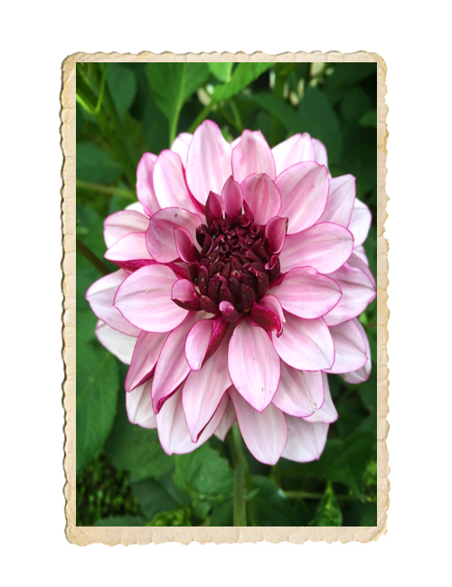 Dahlia Creme de Cassis - 2