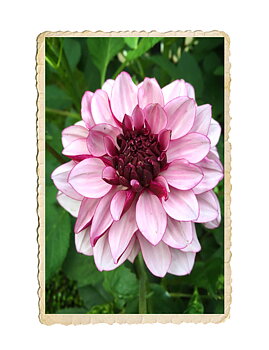 Dahlia Creme de Cassis