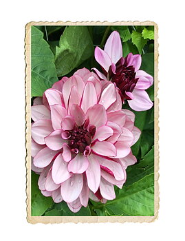 Dahlia Creme de Cassis