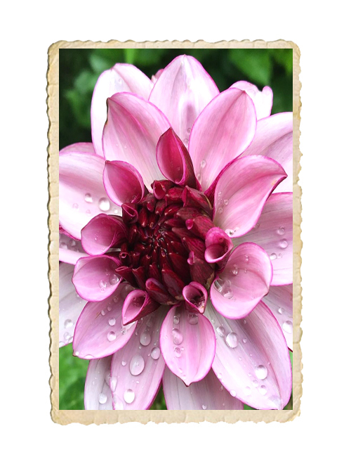 Dahlia Creme de Cassis - 3