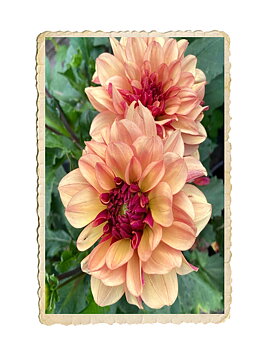 Dahlia Creme de Cognac