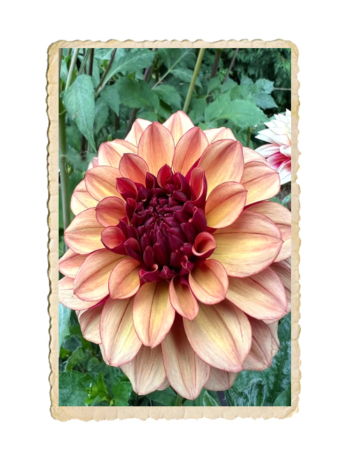 Dahlia Creme de Cognac