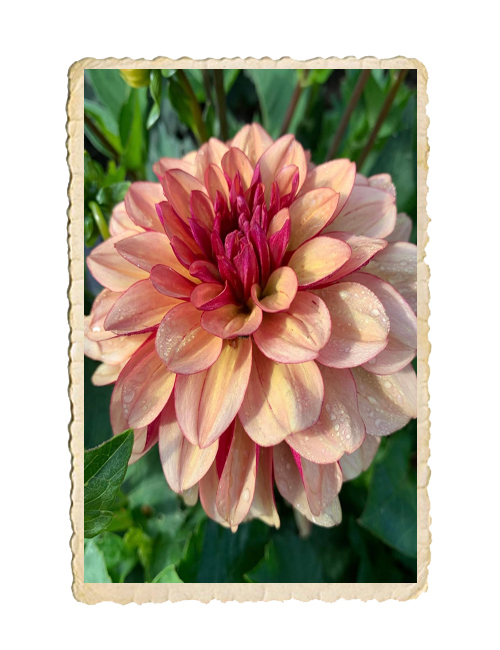 Dahlia Creme de Cognac - 3