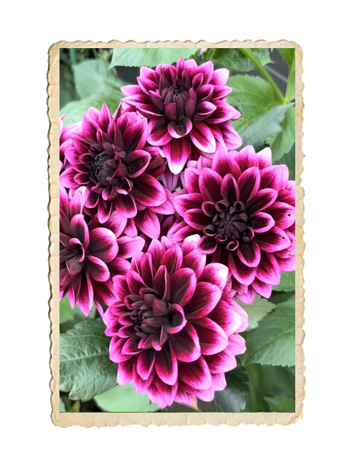 Dahlia Davina Michelle