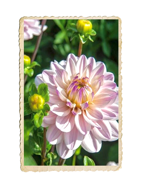 Dahlia Lady Kate - 2