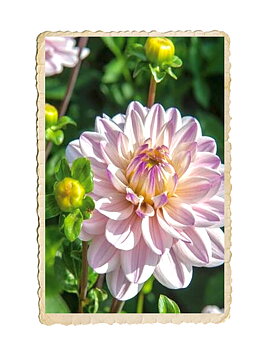 Dahlia Lady Kate