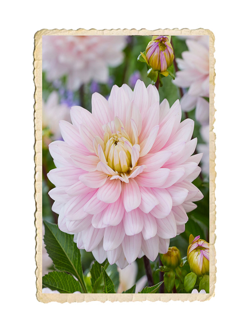 Dahlia Lady Kate - 3