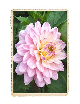 Dahlia Lady Kate