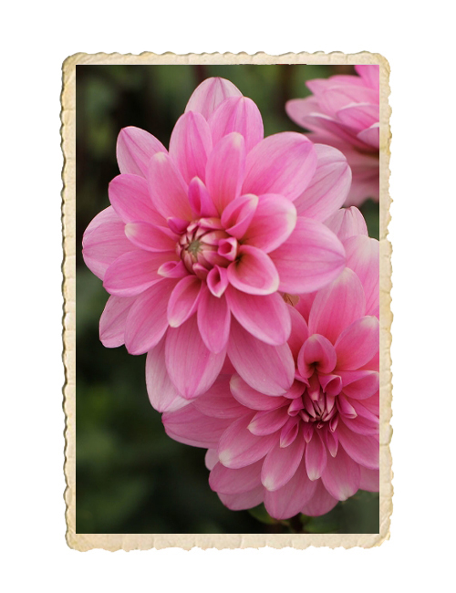 Dahlia Pink Perfection