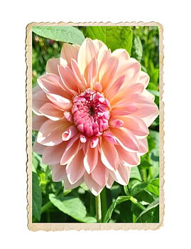 Dahlia Sturm Sweet Maria