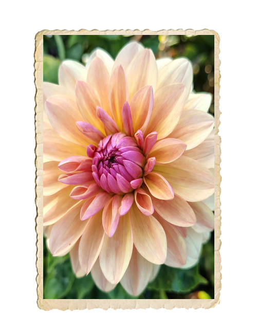 Dahlia Sturm Sweet Maria