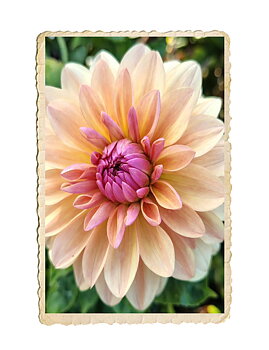 Dahlia Sturm Sweet Maria