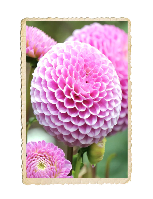 Dahlia Stoltze von Berlin - 3
