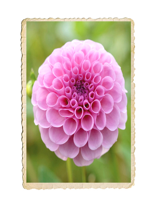 Dahlia Stoltze von Berlin