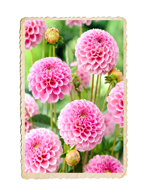 Dahlia Stoltze von Berlin - 2