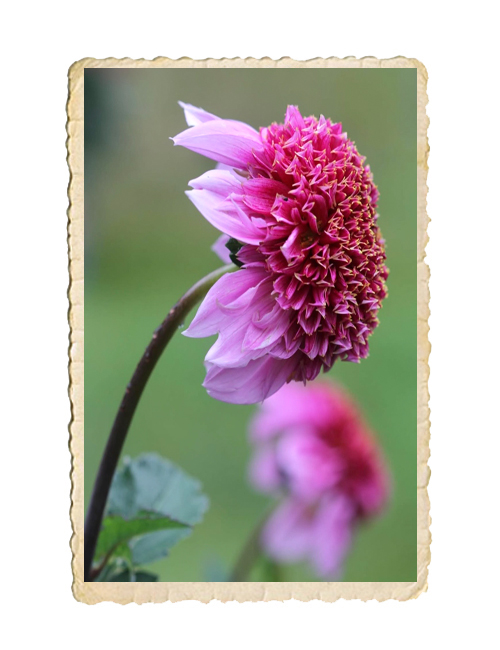 Dahlia Raspberry Puff - 3