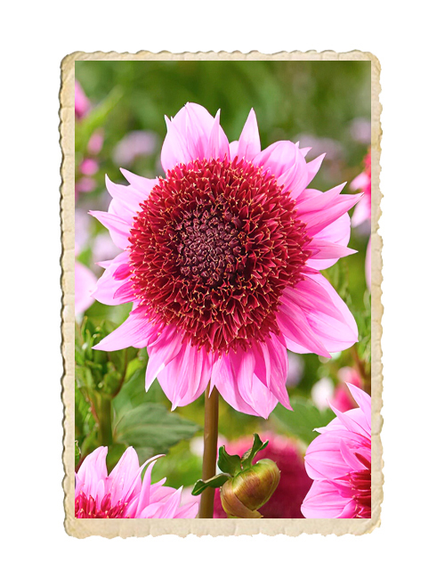 Dahlia Raspberry Puff - 2