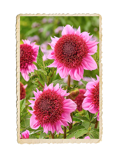 Dahlia Raspberry Puff - 4