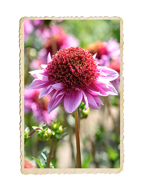 Dahlia Raspberry Puff