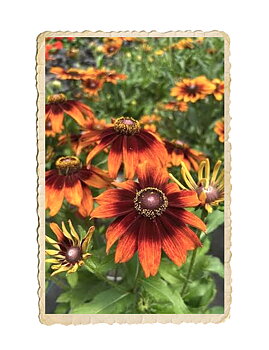 Sommarrudbeckia Autumn Forest