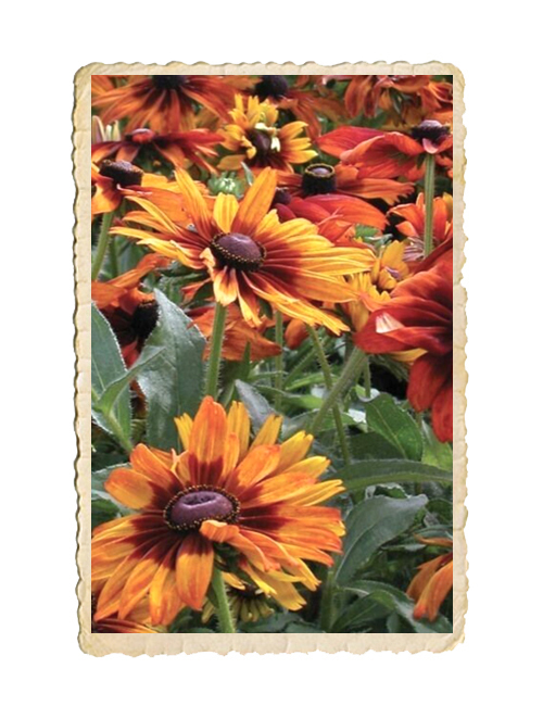 Sommarrudbeckia Autumn Forest - 2