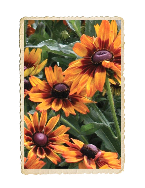 Sommarrudbeckia Autumn Forest - 3