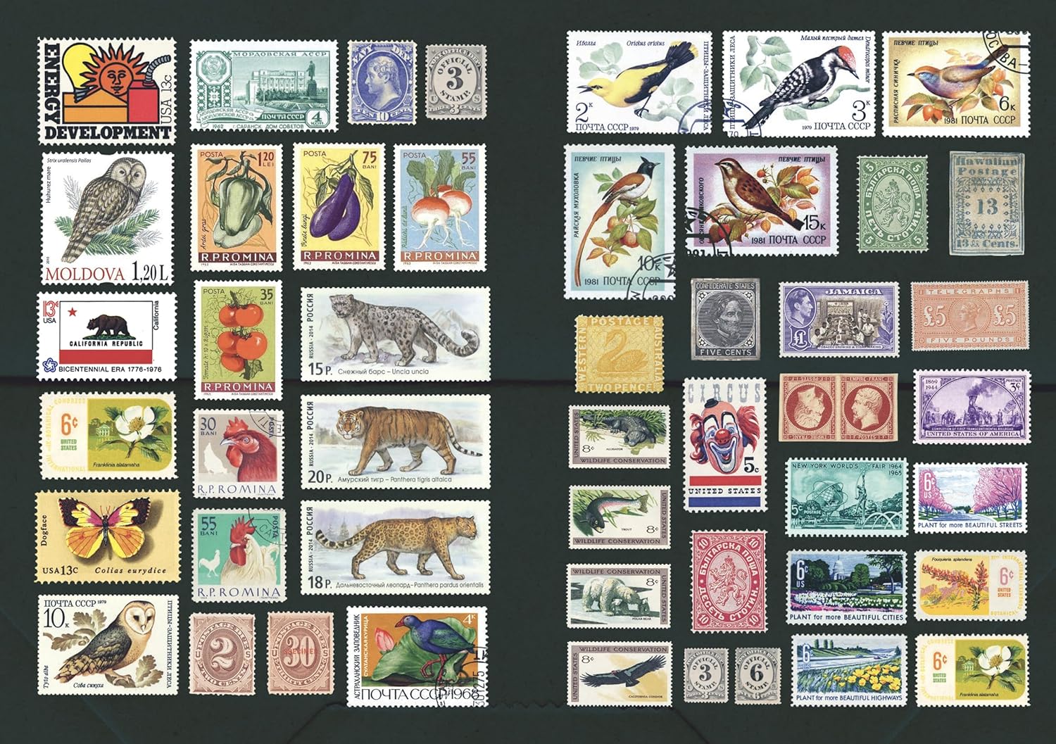 The Curious Collections Sticker Book - 6