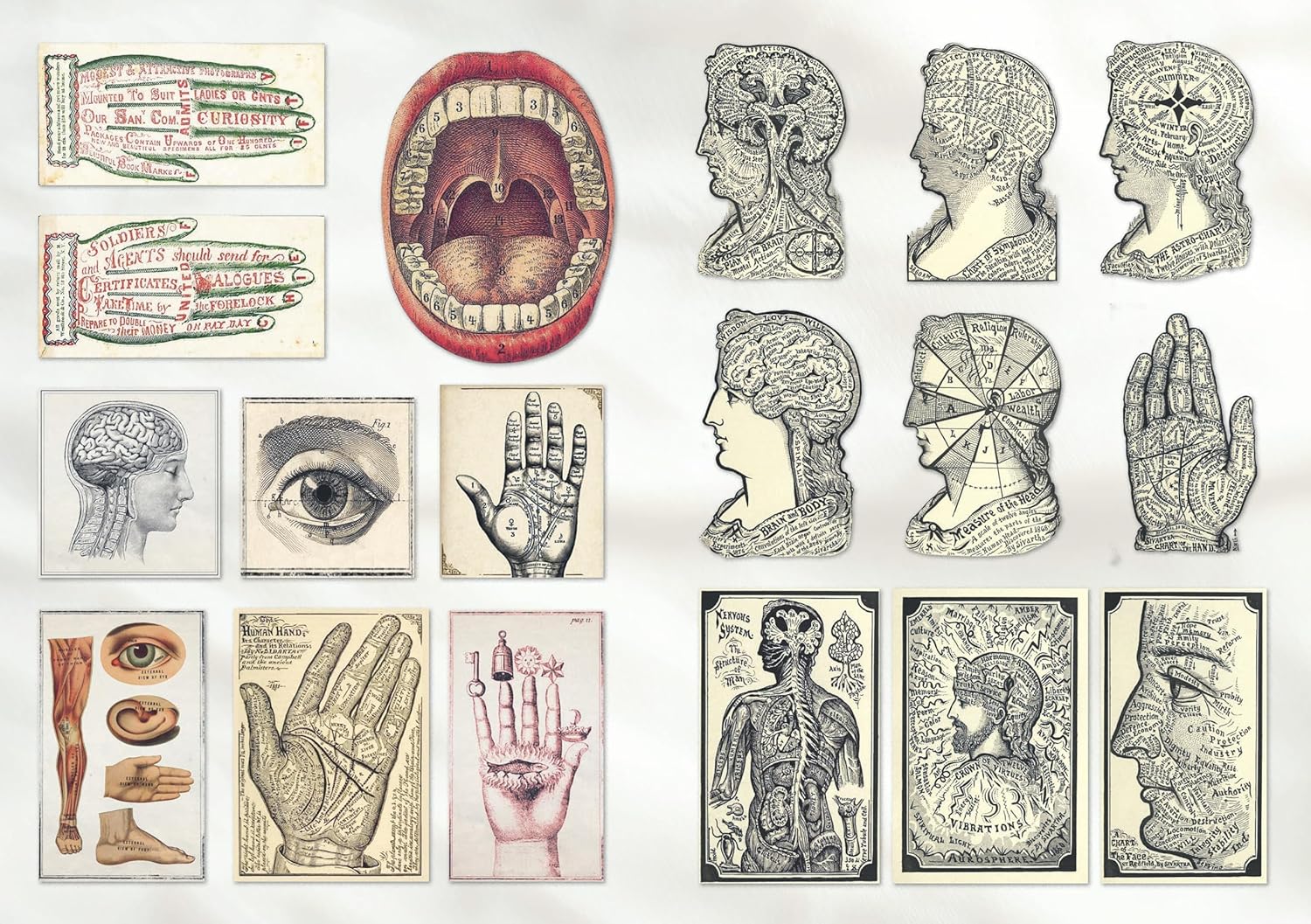 The Curious Collections Sticker Book - 9