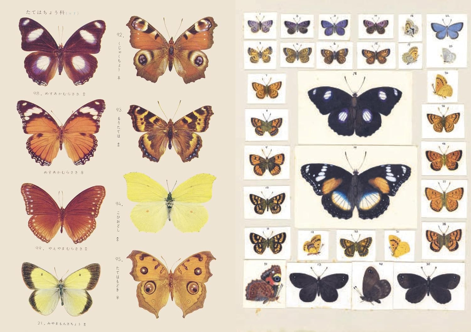 The Curious Collections Sticker Book - 3