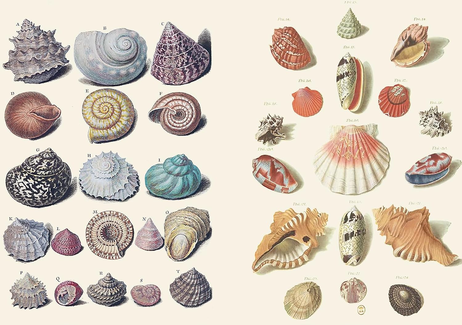 The Curious Collections Sticker Book - 11