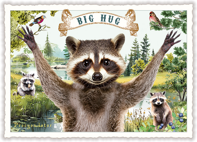 Raccoon Big Hug, Postcard