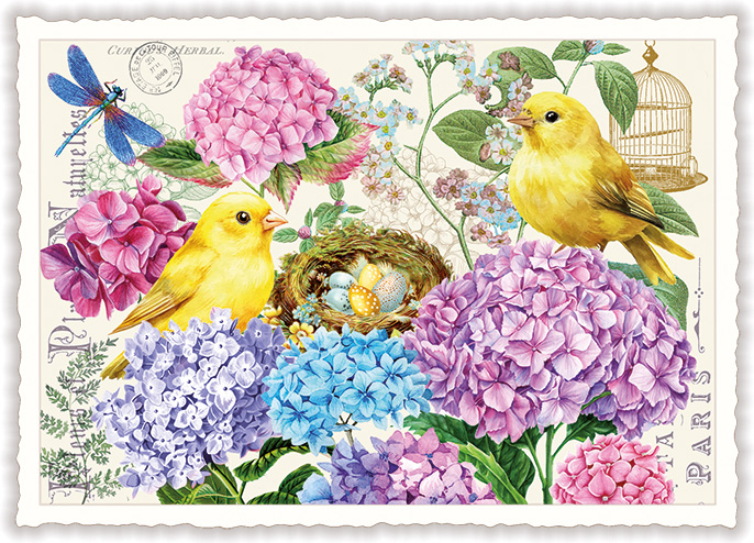 Hydrangea, Postcard