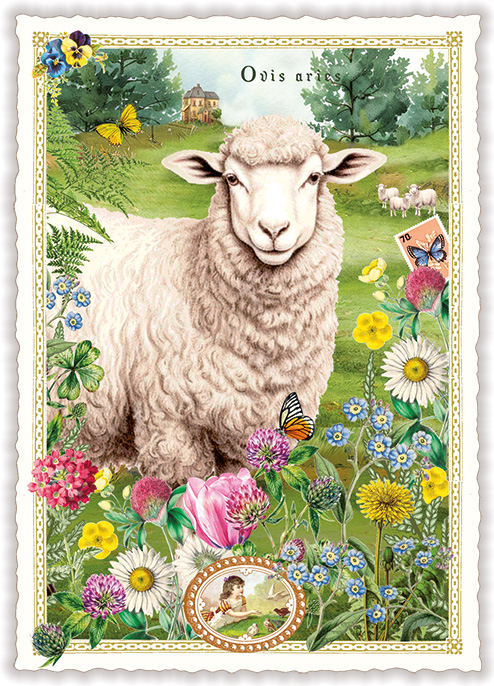 Sheep, Postcard